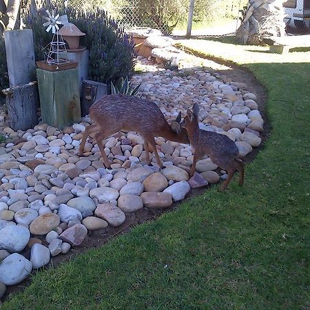 Grysbok Self Catering Accommodation Oudtshoorn Dış mekan fotoğraf