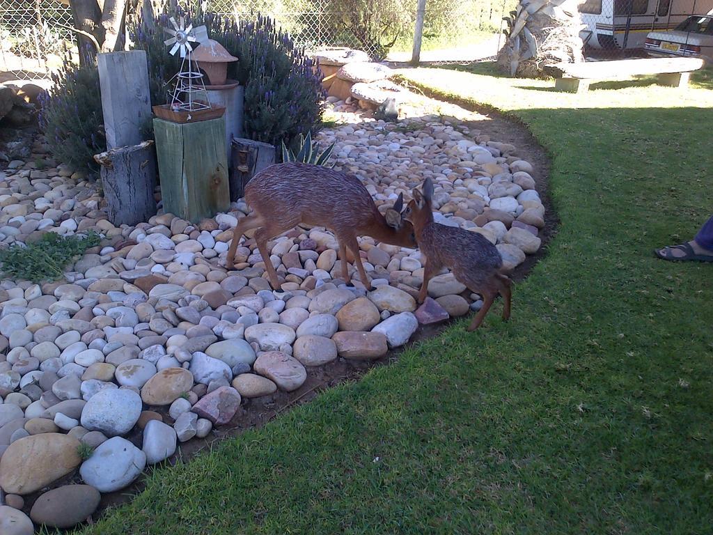 Grysbok Self Catering Accommodation Oudtshoorn Dış mekan fotoğraf